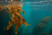 aquatic weed control