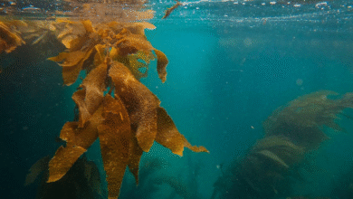 aquatic weed control