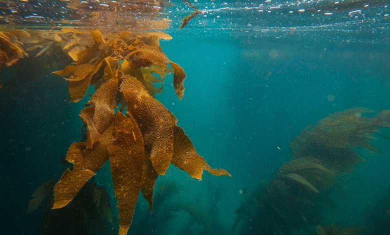 aquatic weed control