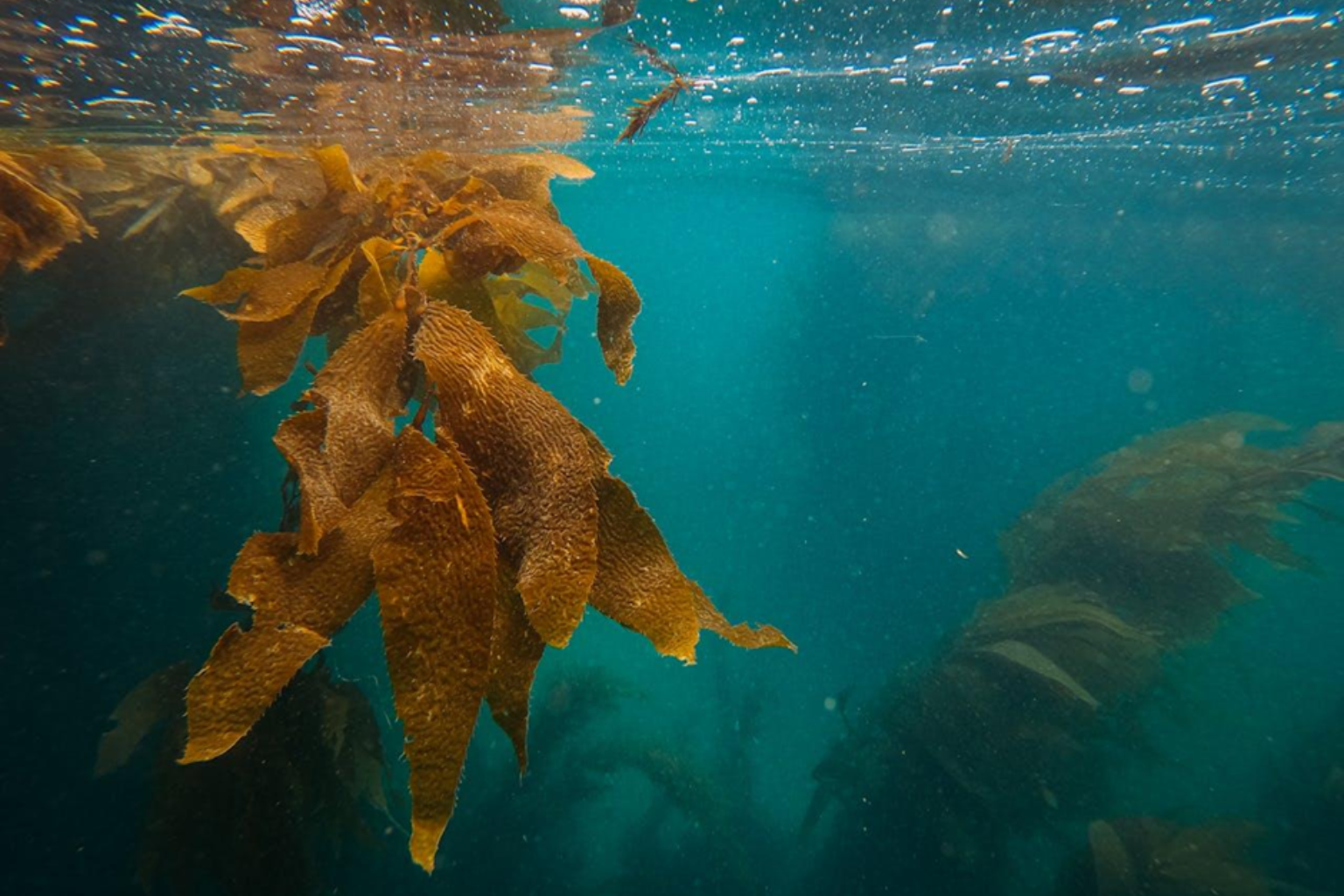 aquatic weed control
