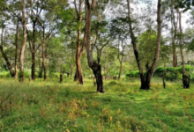 forest van vibhag vacancy