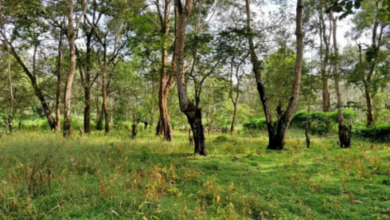 forest van vibhag vacancy