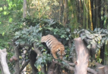 Zoo Negara tickets online