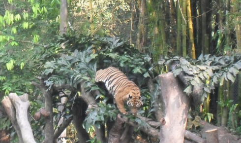 Zoo Negara tickets online