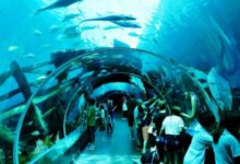 buy SEA Aquarium tickets online