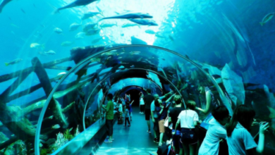 buy SEA Aquarium tickets online