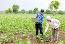 fertilizer stocks