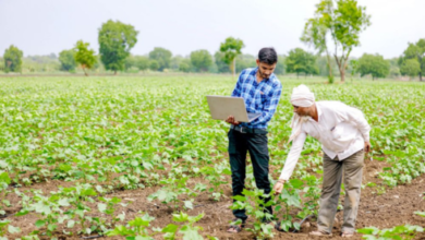 fertilizer stocks